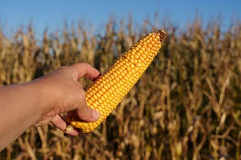 An ear of corn with densely packed yellow kernels Stock Photos