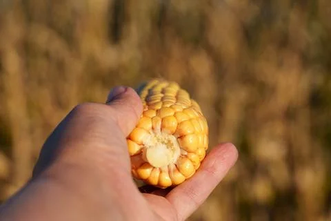 An ear of corn with densely packed yellow kernels Stock Photos
