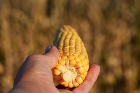 An ear of corn with densely packed yellow kernels Stock Photos