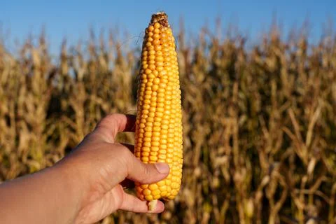 An ear of corn with densely packed yellow kernels Stock Photos