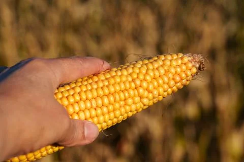An ear of corn with densely packed yellow kernels Stock Photos