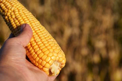 An ear of corn with densely packed yellow kernels 库存照片