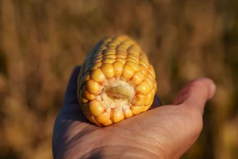 An ear of corn with densely packed yellow kernels Stock Photos
