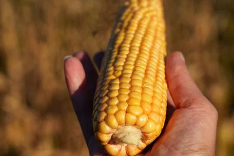 An ear of corn with densely packed yellow kernels Stock Photos