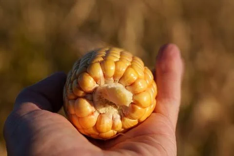 An ear of corn with densely packed yellow kernels Stock Photos