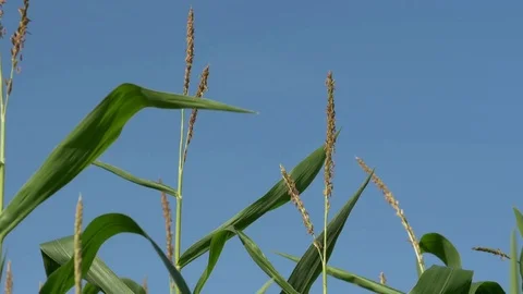 Ear of corn in a field Stock Footage 73889242