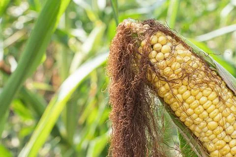 An ear of corn in the field Foto stock
