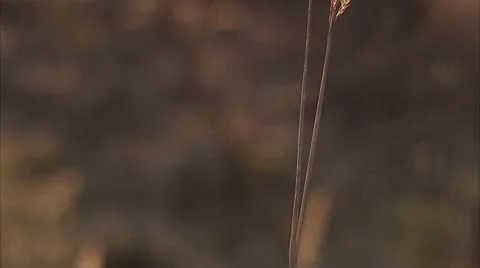 Ear of corn Video stock 11302068