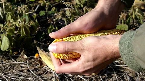 Ear of corn Stock Footage 43597736