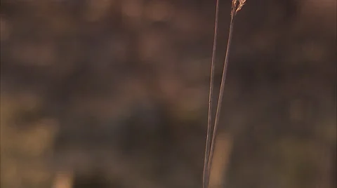 Ear of corn. Stock Footage 51817626