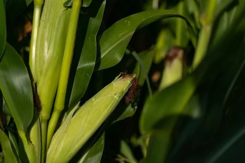 An ear of corn grows in a field Stock Photos