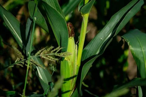 An ear of corn grows in a field Stock Photos