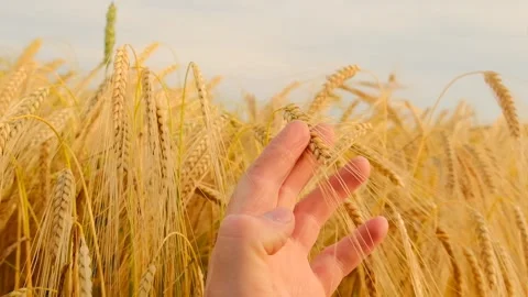 Ear of corn in hand close-up on wheat field background.farmer and wheat field. Stock Footage 264975761
