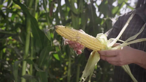 Ear of corn in hand Stock Footage 143228567