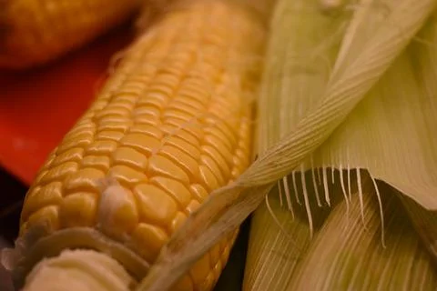 Ear of corn with husk Stock Photos