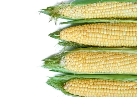 An ear of corn isolated on a white background Stock Photos