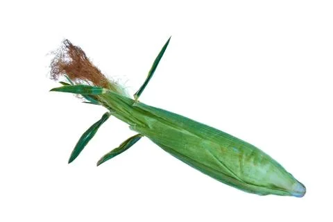 An ear of corn isolated on a white background Stock Photos