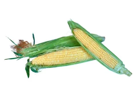 An ear of corn isolated on a white background Stock Photos