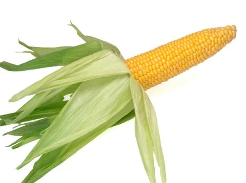 The ear of corn isolated on white background Stock Photos
