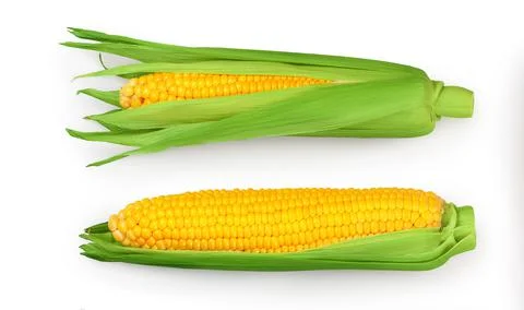 Ear of corn isolated on a white background. Clipping path. Top view. Flat lay Stock Photos