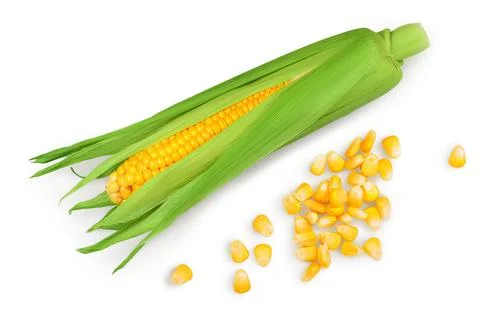 Ear of corn isolated on a white background. Top view. Flat lay. Stock Photos