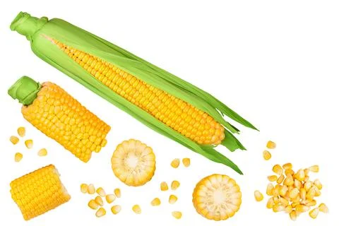 Ear of corn isolated on a white background. Top view with copy space for your Stock Photos