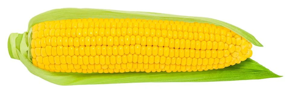 Ear of corn isolated on white background Stock Photos