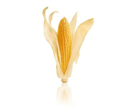 Ear of corn isolated on white background Stock Photos