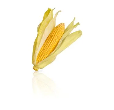 Ear of corn isolated on white background Stock Photos