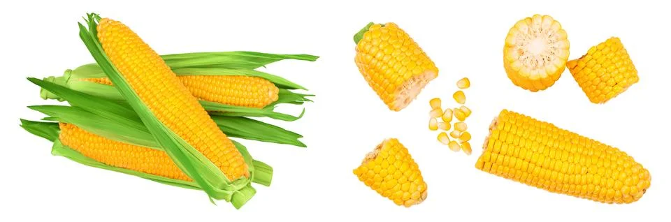 Ear of corn isolated on a white background. Clipping path. Top view. Flat lay Stock Photos