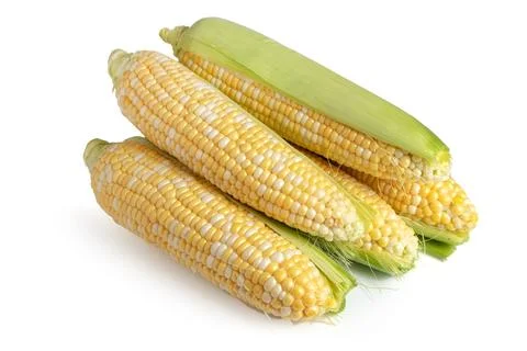 An ear of corn isolated on a white background Stockfoto's