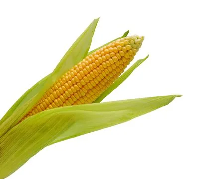 Ear of corn isolated on white. Stock Photos