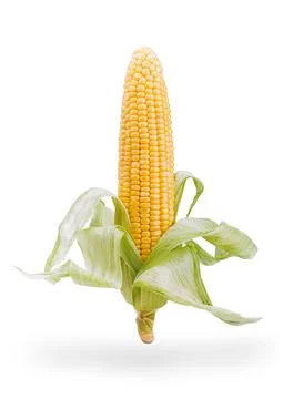 Ear of corn isolated on white Stock Photos