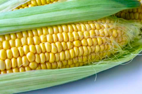 An ear of corn lies on a table. Ripe fresh corn with leaves. Stock Photos