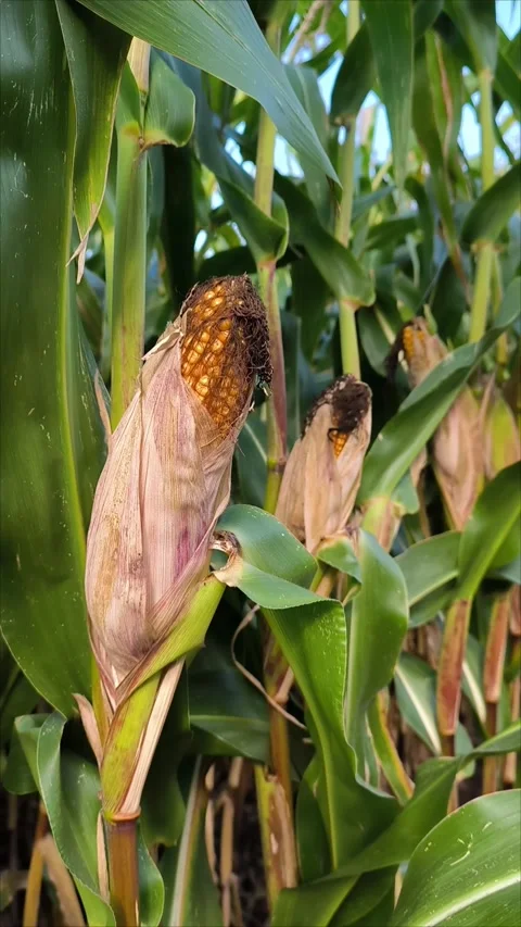 Ear of corn in maize field, Corncob on the plant stem moving with the wind Video stock 292095380