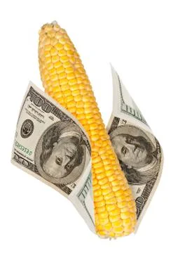 An ear of corn with the money Stock Photos