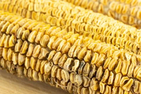 Ear of corn old and dried grain closeup selective focus Stock Photos