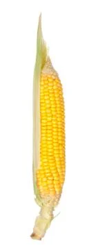 Ear of corn Stock Photos