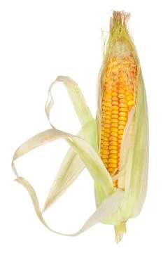 Ear of corn Stock Photos
