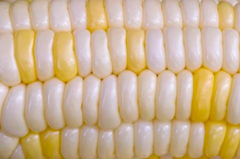 Ear of corn 스톡 사진