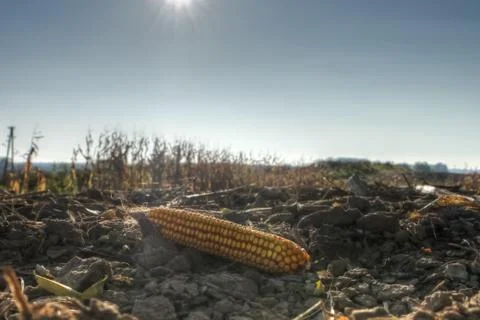 Ear of corn Stock Photos