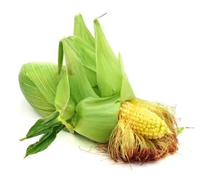 Ear of corn Stock Photos