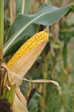 Ear of corn Stock Photos