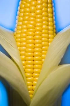 Ear of corn Stock Photos