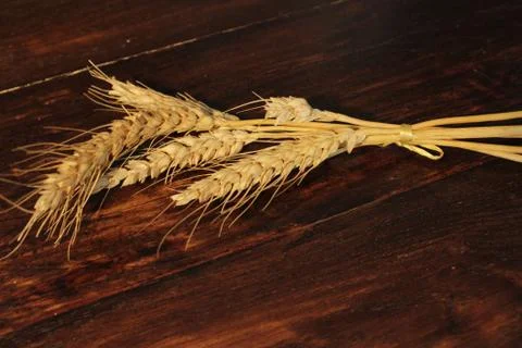 Ear of corn 스톡 사진