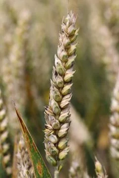 Ear of corn Stock Photos