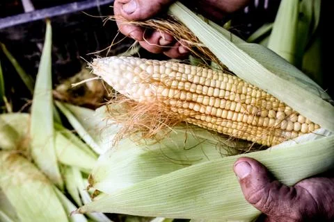 Ear of corn Stock Photos