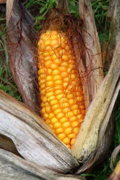 Ear of corn Stock Photos