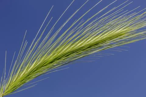 Ear of corn 写真素材