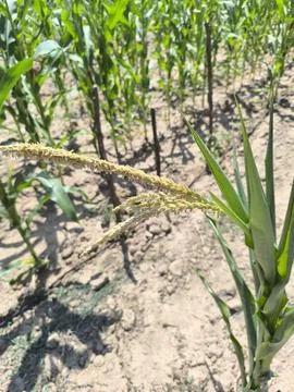 Ear of corn 스톡 사진